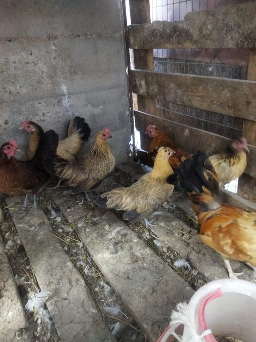 Продам куры домашние