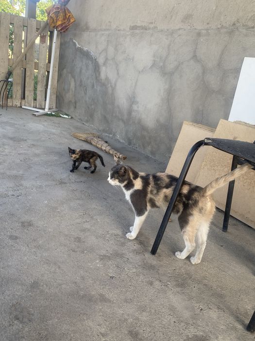 Отдам бесплатно домашних котят