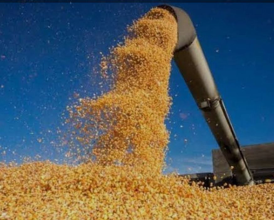 Vând porumb boabe 2025