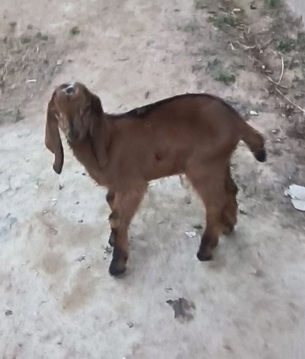 Англо Нубий ешкінің бір айлық еркек лағы сатылады