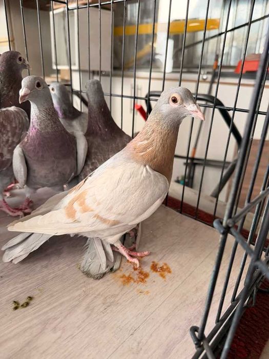 Продам породистых голубей