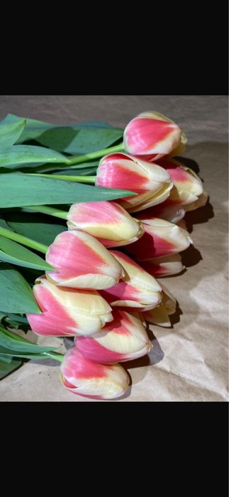 Тюльпаны оптом и розницу