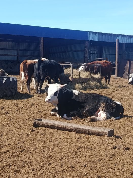 Продам быков  откорм