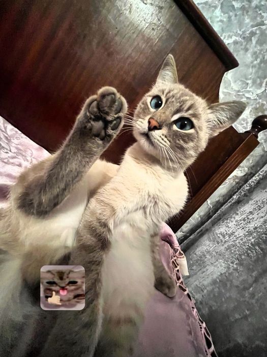 Пропал кот, сиамский