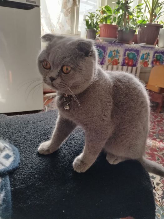 Кот скоттиш фолд Британец