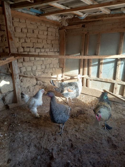 Тауыклар сатылады