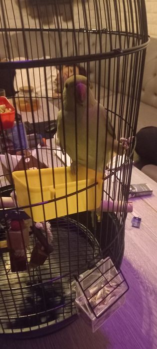 Попугай Ожирелый