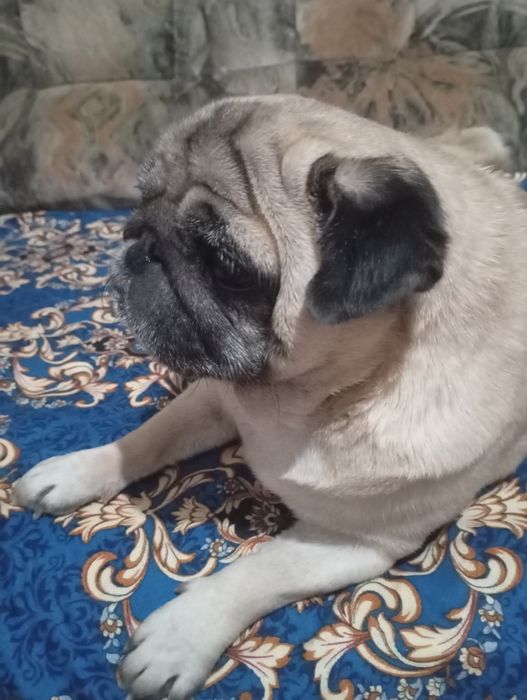 Продам мопса девочку