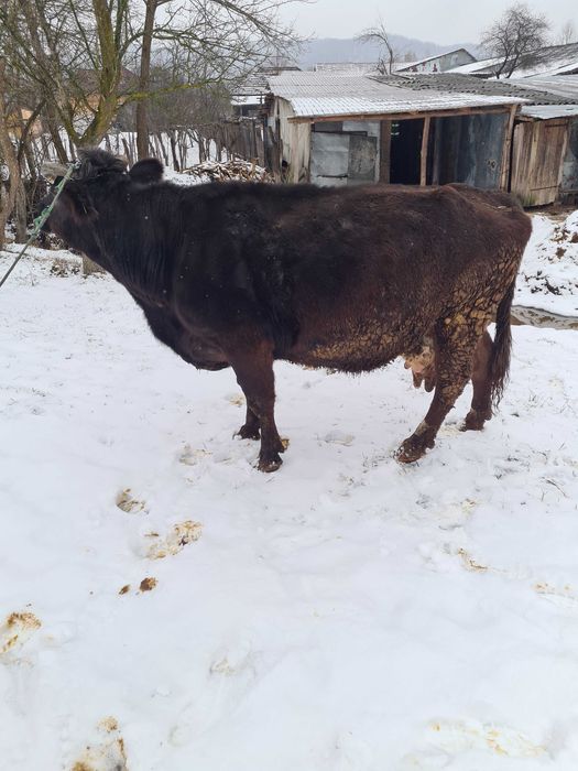 Vand vaca pentru abator