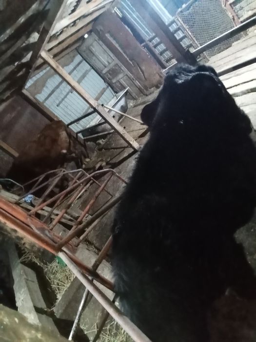 Сауында 2 сиыр буазларымен