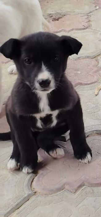 Щенок, 2 мес, в добрые руки. Мальчики и девочки