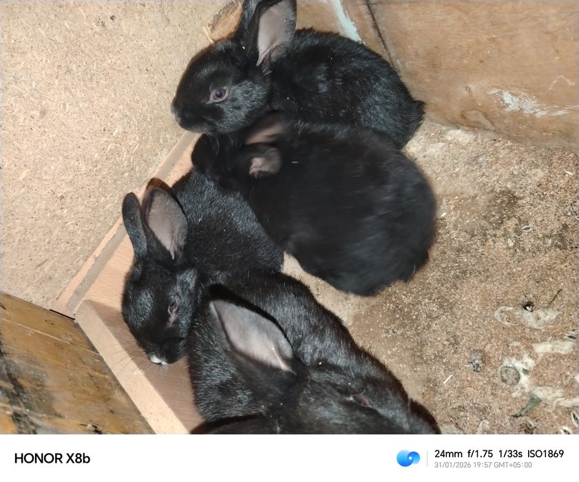 Quyonlar sotiladi onasi va bolalari bilan