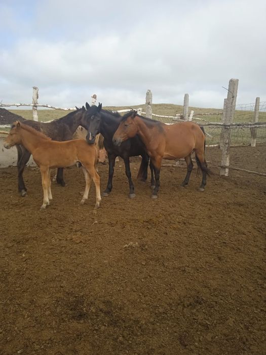 Кобыла с жеребенком