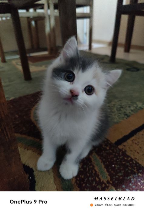 Скоттиш страйт, 2 ойлик