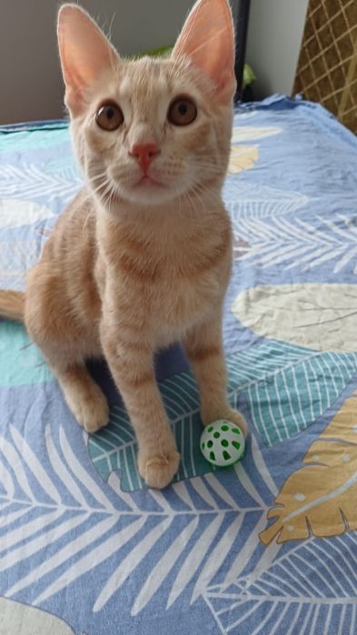 Отдам кота в добрые руки