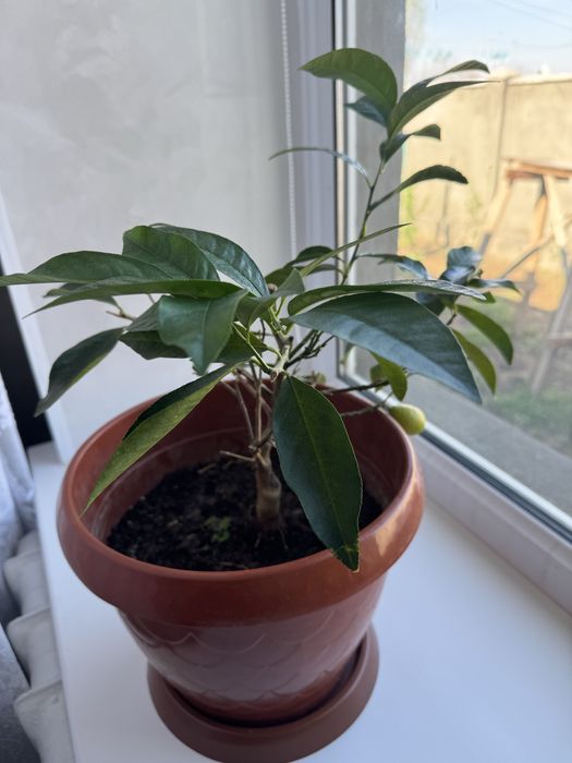 Лимонное дерево продам