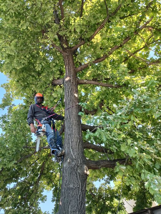 Пилим Валим Деревья Талдыкорган
