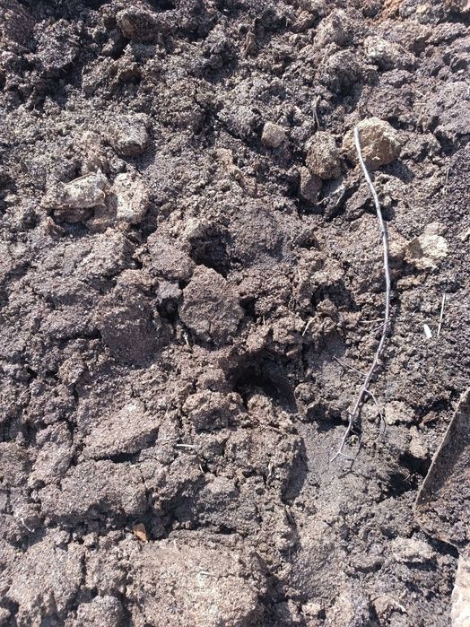 Продам навоз куриный  мешок 1000 тенге