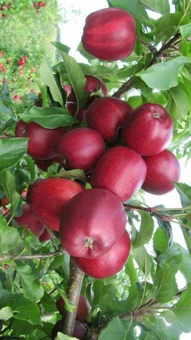 Продаёться Саженцы сортове