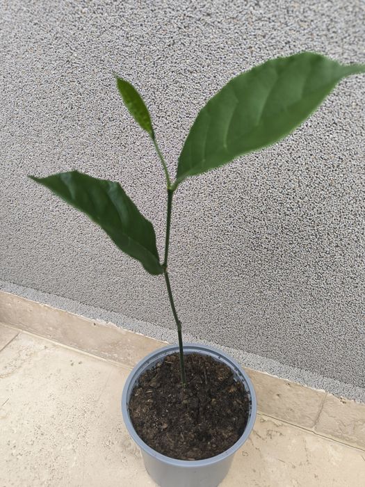 Vand Pomisori exotici Jackfruit