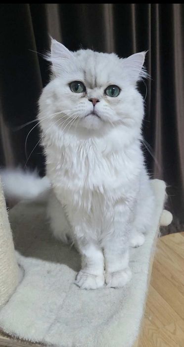 British longhair silver cu ochii verzi felisa autorizata