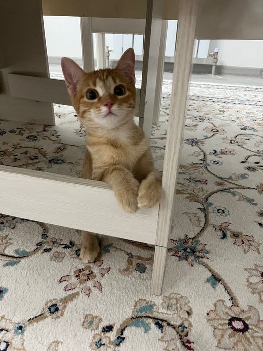 Отдам милого котенка