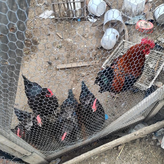 Пилета, селски , виандот, маран, микс