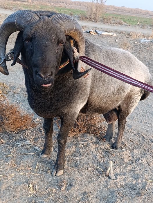 3 Яшар Кучкор Зотга тезда Сотилади