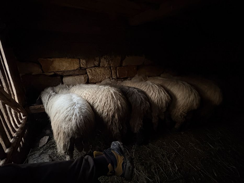 Vand oi si mieluțe si un berbec