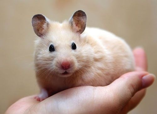 Сирийский хомяк: озорной зверек с золотым окрасом Крупный  породы