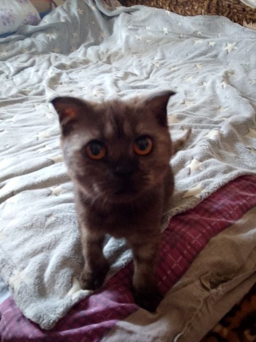 Отдам котика в добрые руки