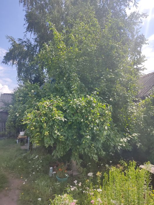 Продам дачу,сад Здоровье