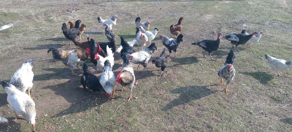 Қораздар сатылады