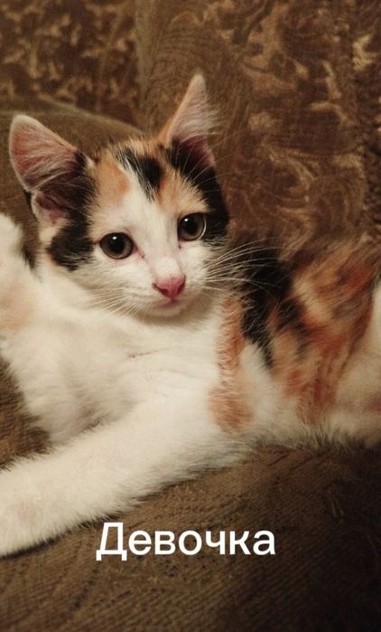 Отдам котят в хорошие руки