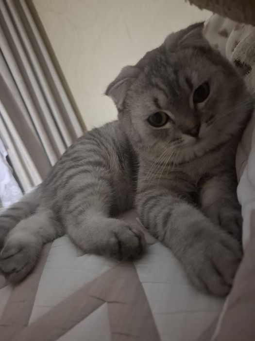 Продам кота скоттиш-фолд