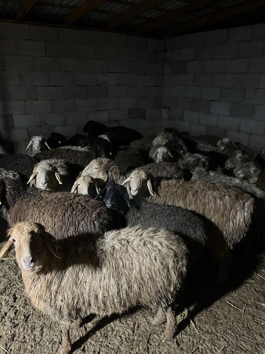 Қой тоқты сатылады