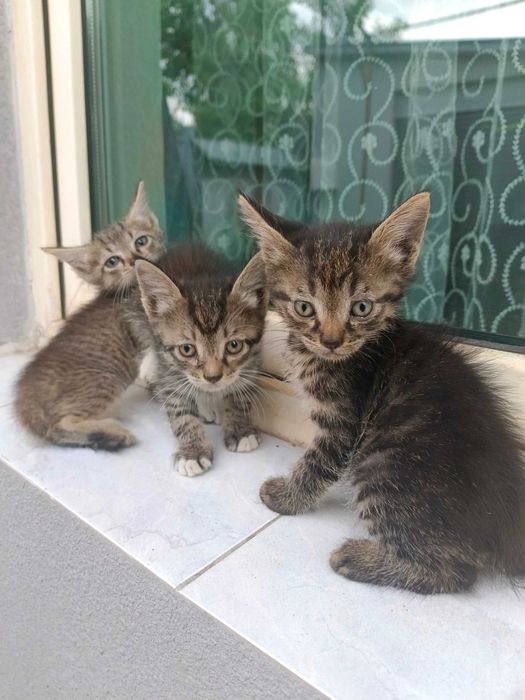 Отдадим котят в хорошие руки