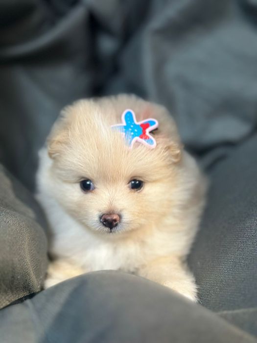 Продам щенков шпица.