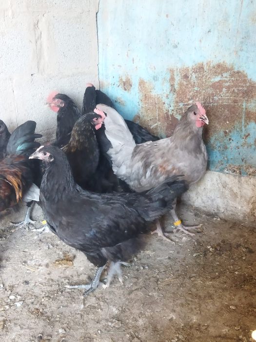 Продам куры домашние