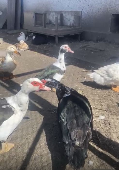 Продам индоуток самки и самцы