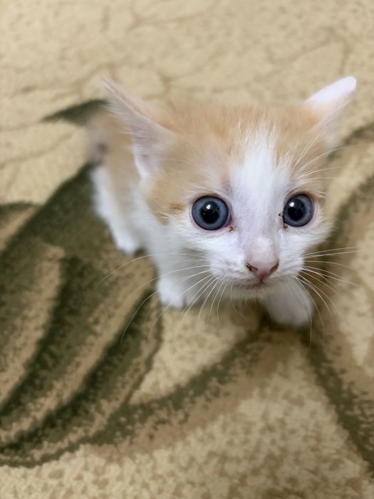 Котята возраст 1 месяц