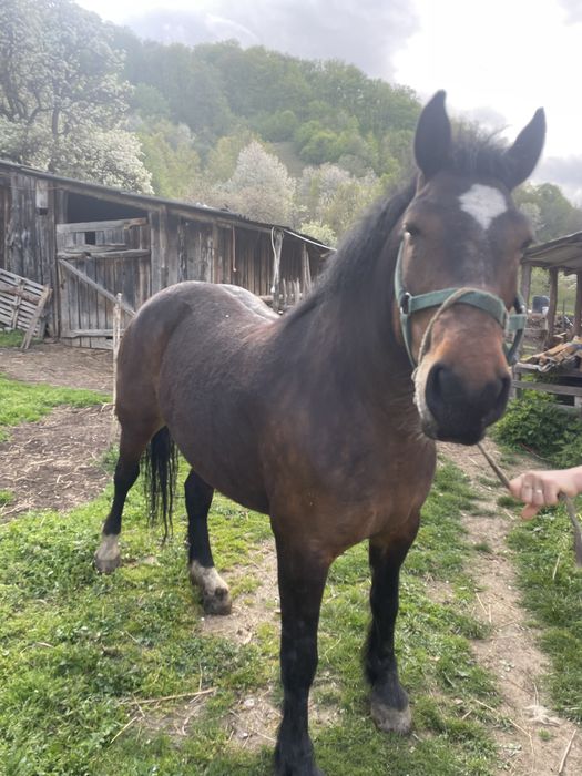 Vând Iapă  de 5 ani