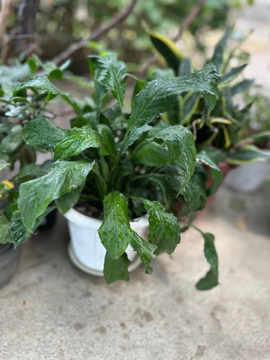 Цветы разнообразные