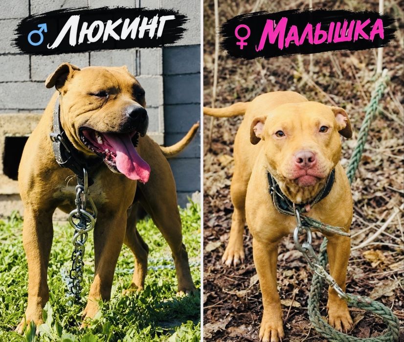 Продам Питбуля ( кобель)