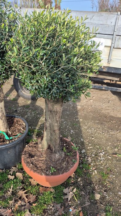 Magnolia  gradiflora  maslin