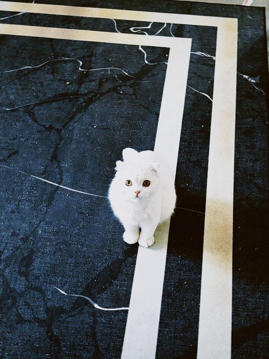 кошка вислоухая беленькая