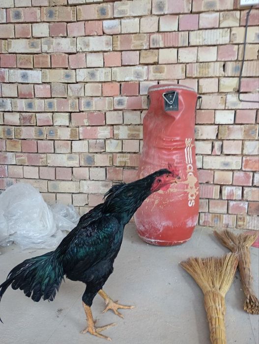 dakan xo'roz sotiladi