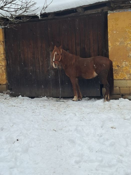 De vânzare armăsar