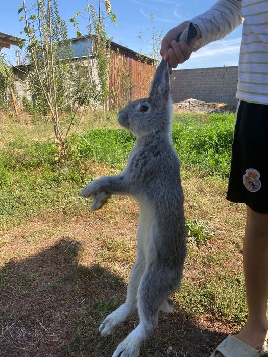 Кояан Гигант парода