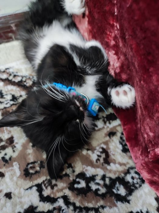 Котенок девочка. Умная, обучаемая, добрая, игривая!
